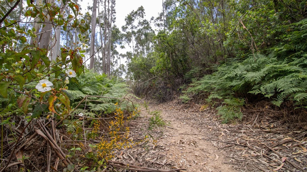 Terreno Misto para Venda em Marmelete Foto 9