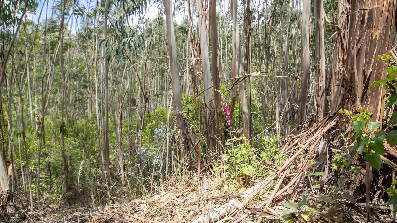 Terreno Misto para Venda em Marmelete Foto 12
