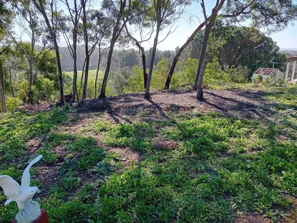 Terreno Agricola ou Rústico para Venda em Rogil Foto 6