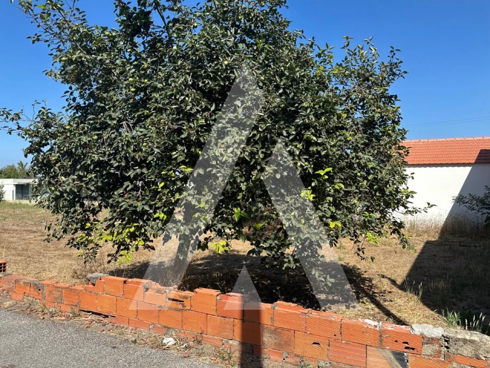 Terreno para Venda em Oiã Foto 19