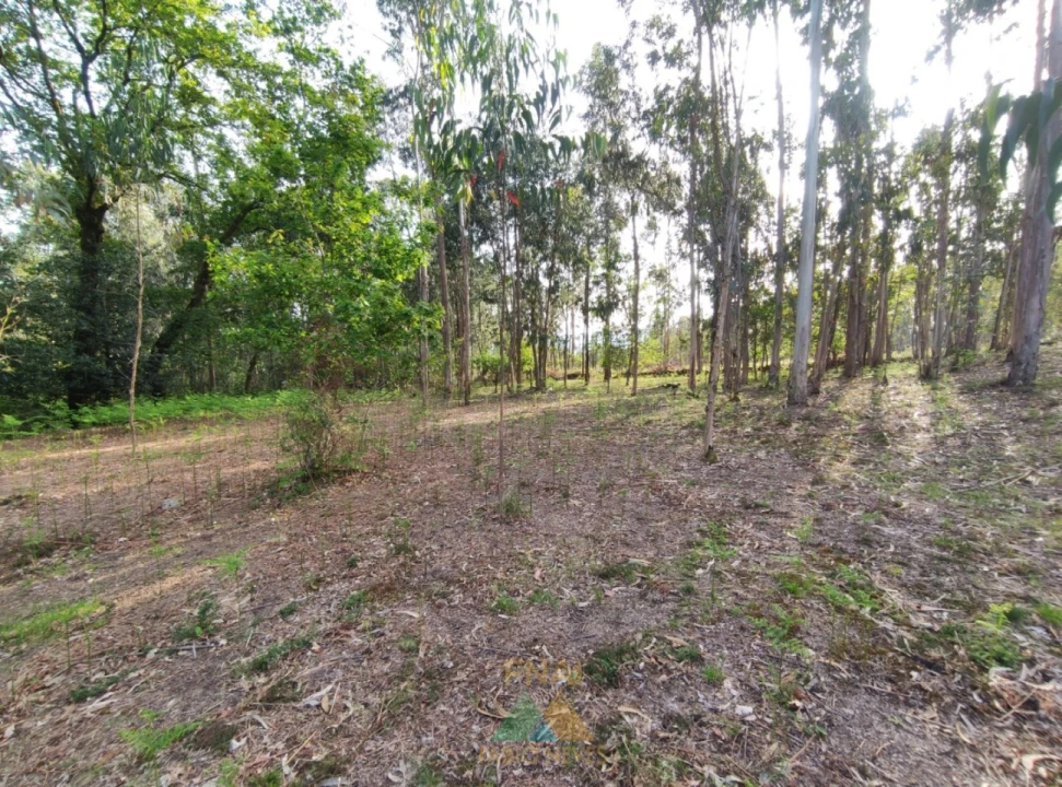 Terreno para Venda em Gondoriz Foto 7