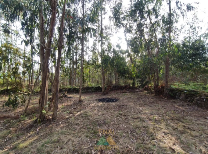 Terreno para Venda em Gondoriz Foto 8