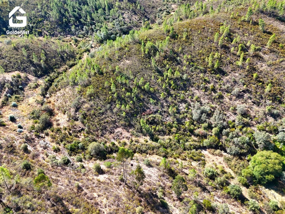 Terreno Agricola ou Rústico para Venda em Benquerenças Foto 11