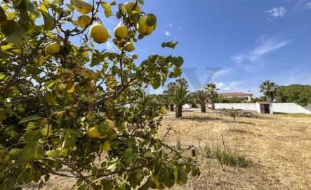 Quinta T2 para Venda em Santana de Cambas