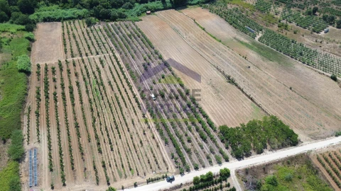 Terreno para Venda em Carvalhal