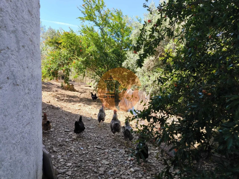 Quinta T3 para Venda em Azinhal Foto 6
