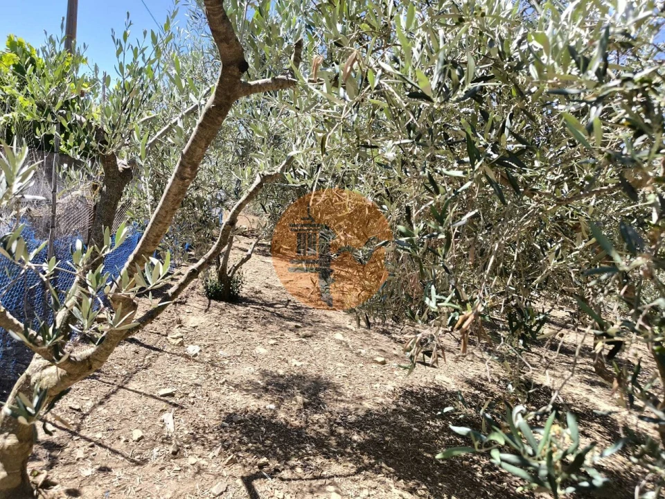Quinta T3 para Venda em Azinhal Foto 25