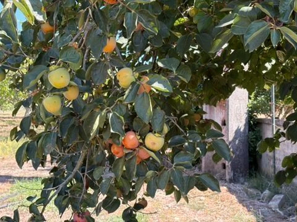 Quinta T0 para Venda em Palmela Foto 7