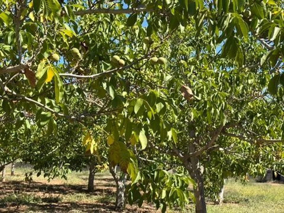 Quinta T0 para Venda em Palmela Foto 17