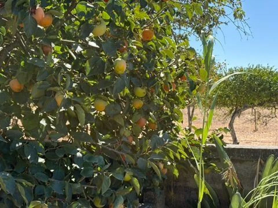 Quinta T0 para Venda em Palmela Foto 20