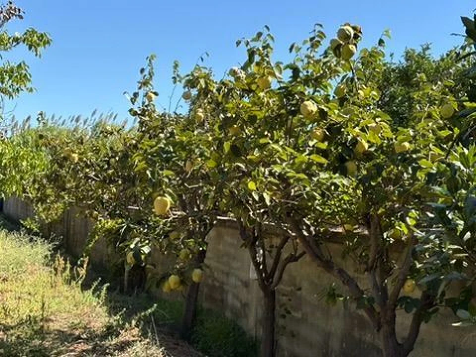 Quinta T0 para Venda em Palmela Foto 22