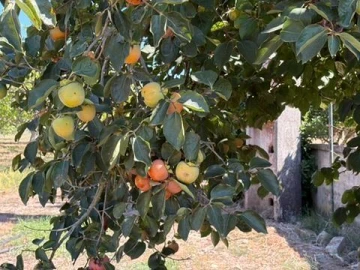 Quinta T0 para Venda em Palmela