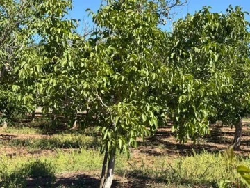 Quinta T0 para Venda em Palmela
