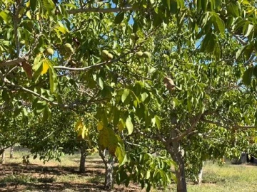 Quinta T0 para Venda em Palmela
