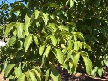 Quinta T0 para Venda em Palmela