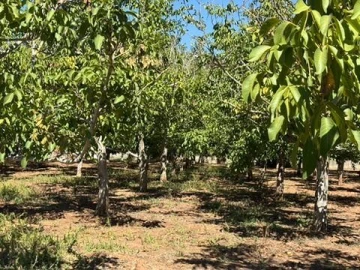 Quinta T0 para Venda em Palmela