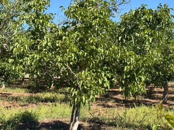 Quinta T0 para Venda em Palmela Foto 11