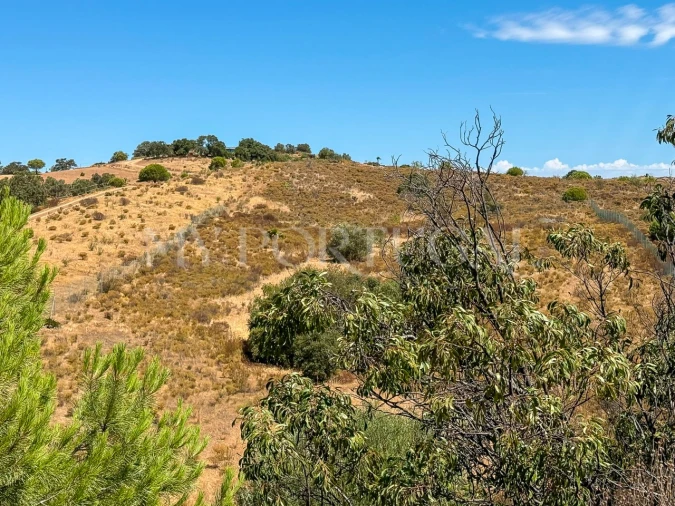 Terreno Agricola ou Rústico para Venda em Altura Foto 4