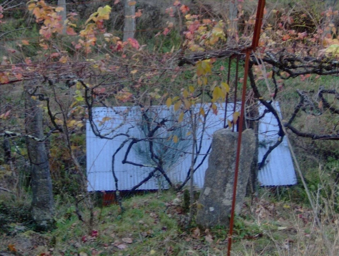 Terreno para Venda em Eiras e Mei Foto 13