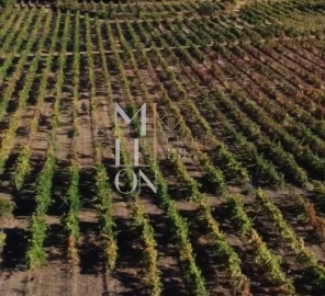 Terreno para Venda em Carvalhal Redondo e Aguieira