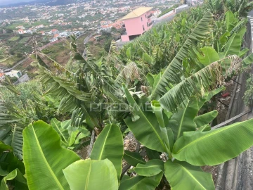Terreno para Venda em Camara de Lobos