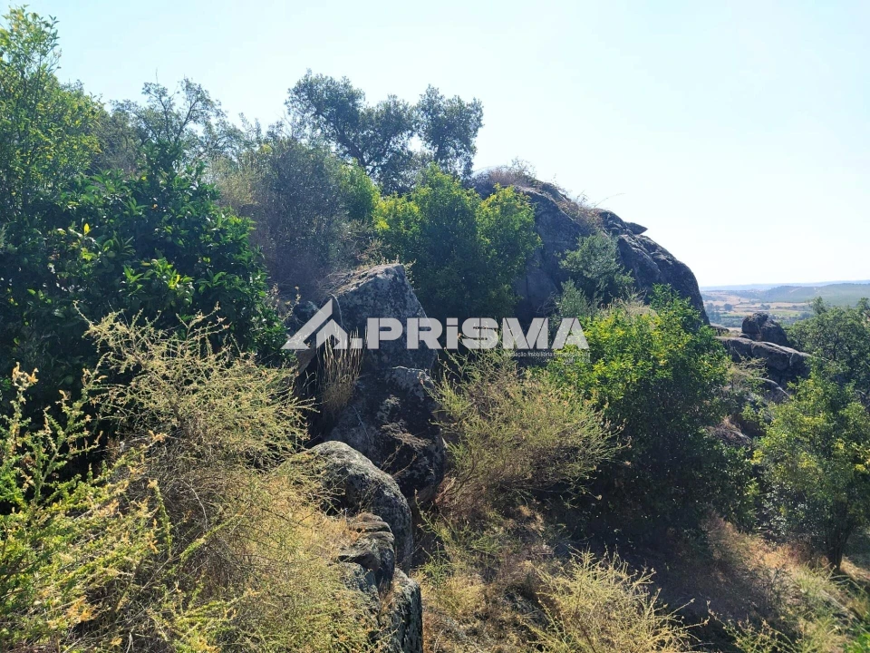 Terreno para Venda em Idanha-A-Nova e Alcafozes Foto 40