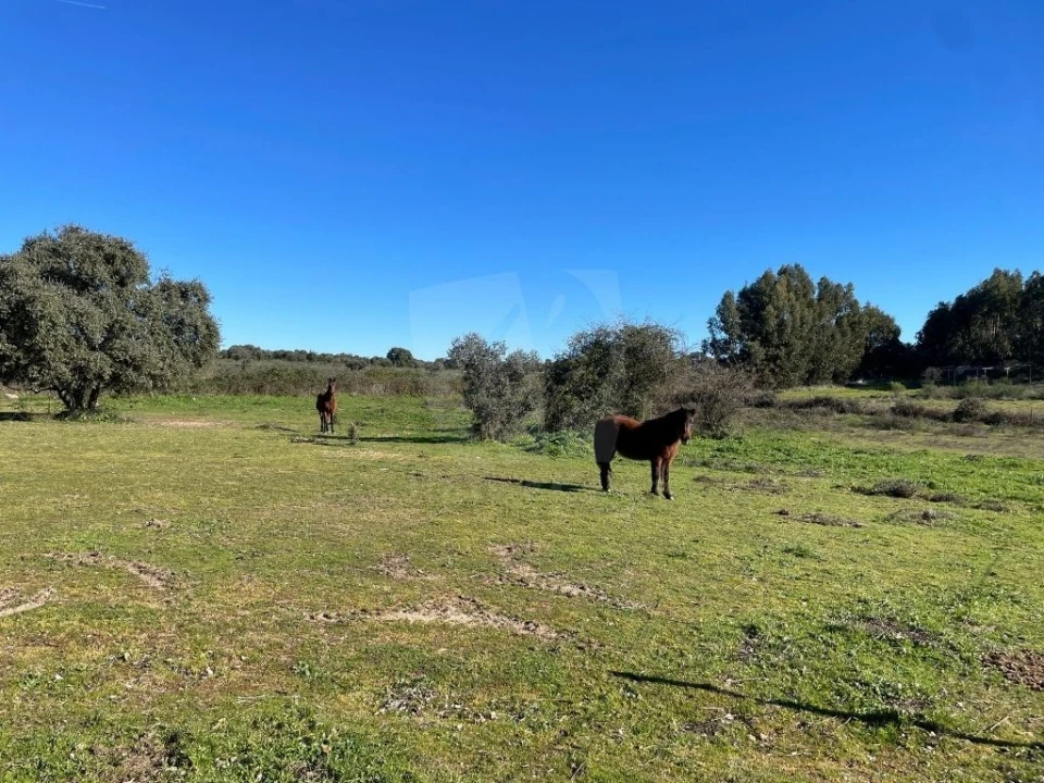 Quinta T1 para Venda em Castelo Branco Foto 63