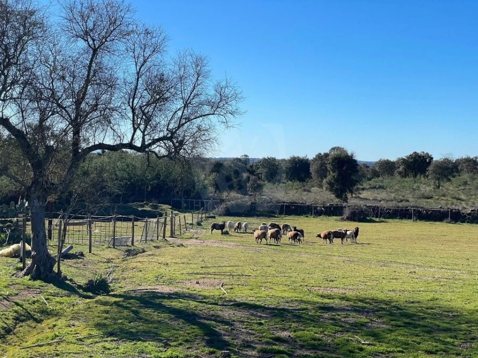 Quinta T1 para Venda em Castelo Branco Foto 39