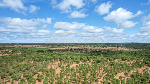Terreno para Venda em Grândola e Santa Margarida da Serra