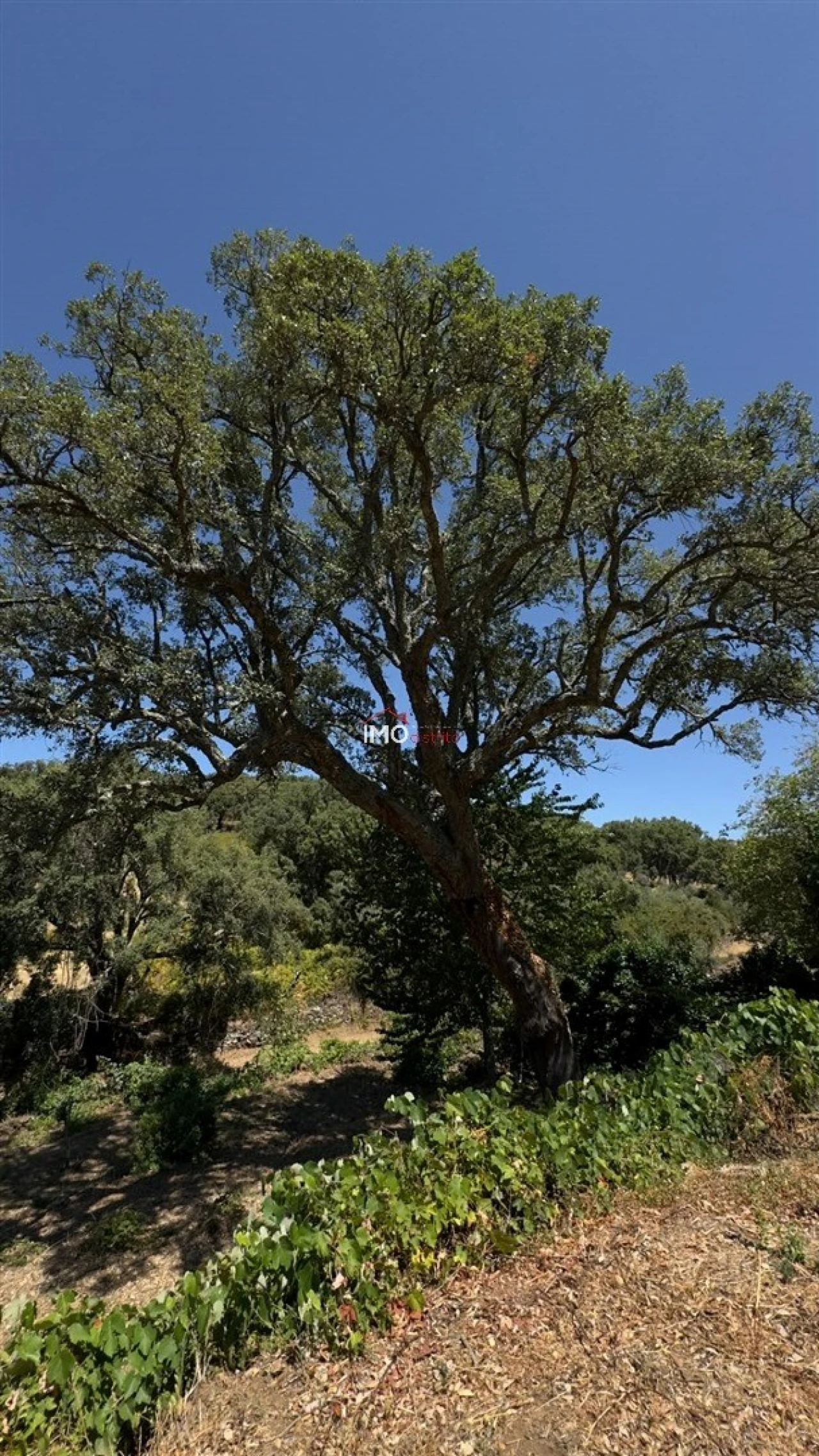 Quinta T3 para Venda em Santa Maria de Marvão Foto 20