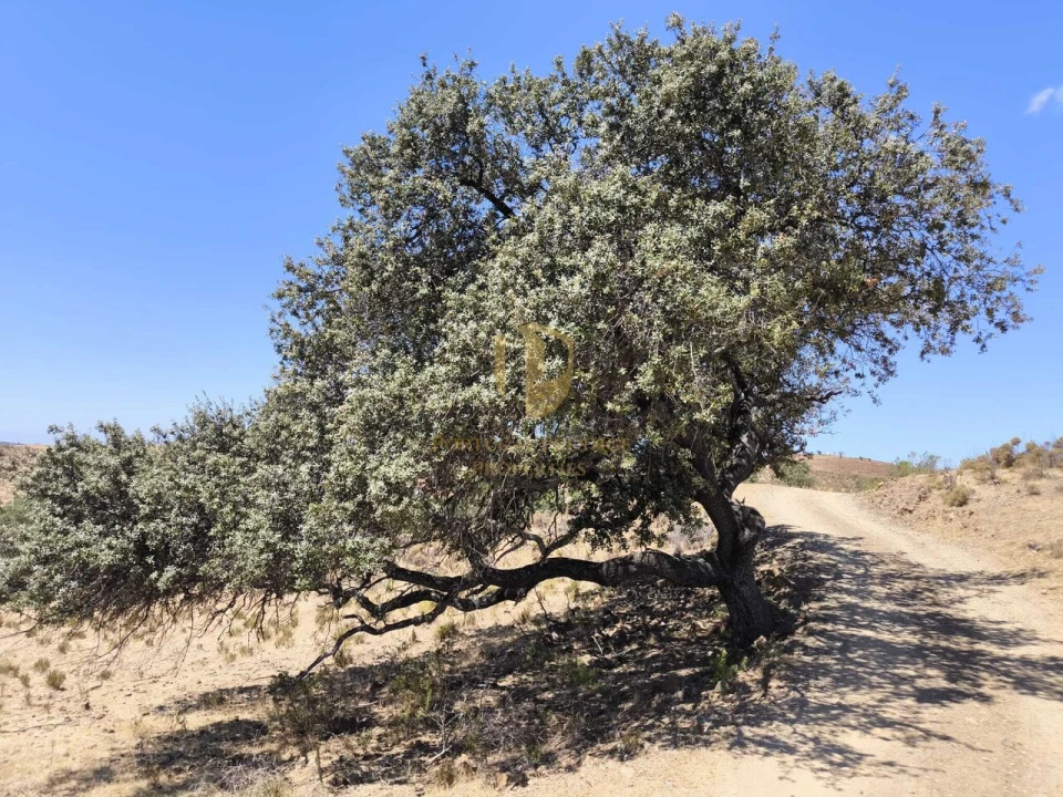 Negócio para Venda em Castro Marim Foto 26