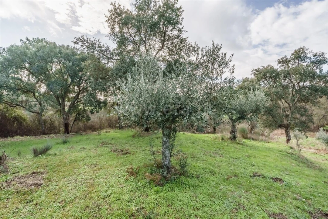 Quinta T1 para Venda em Vale de Prazeres e Mata da Rainha Foto 12