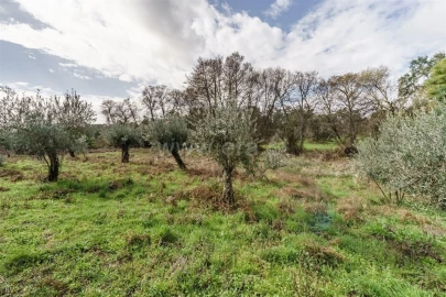 Quinta T1 para Venda em Vale de Prazeres e Mata da Rainha
