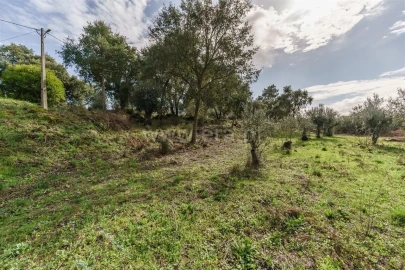 Quinta T1 para Venda em Vale de Prazeres e Mata da Rainha