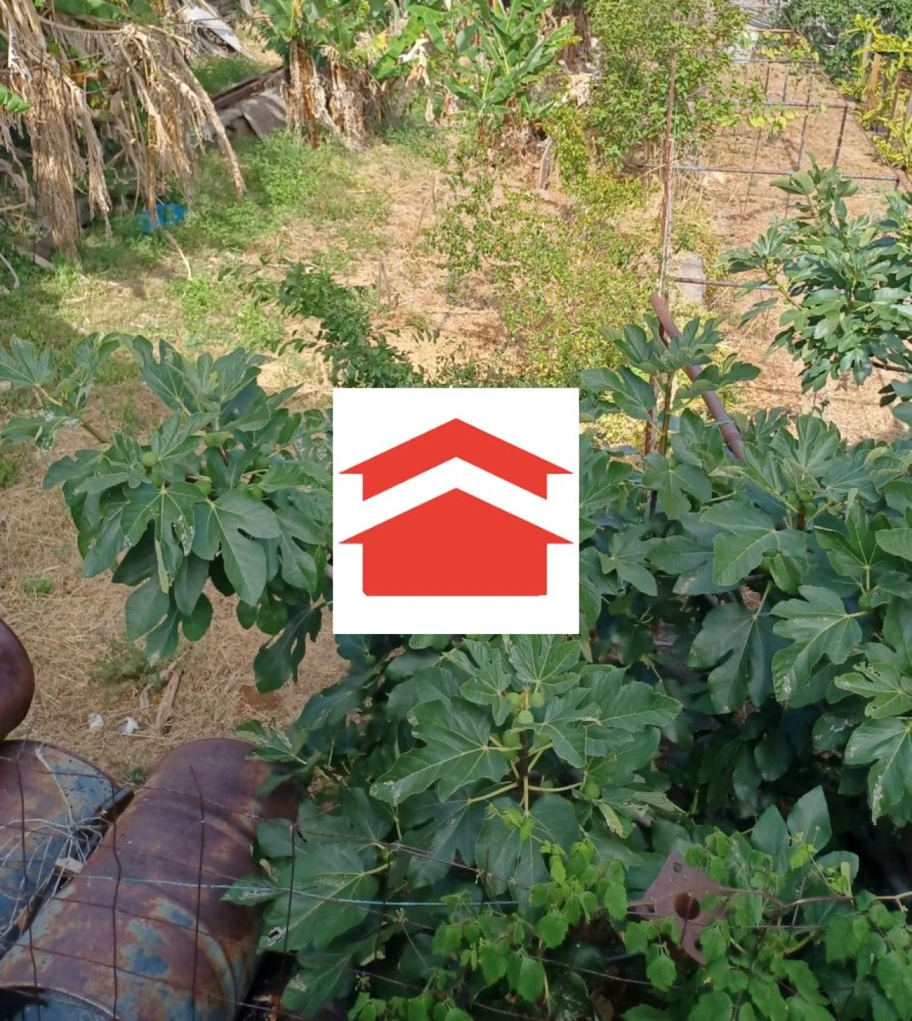 Terreno para Venda em Santa Cruz Foto 3