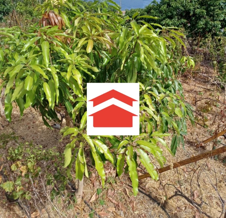 Terreno para Venda em Santa Cruz Foto 6