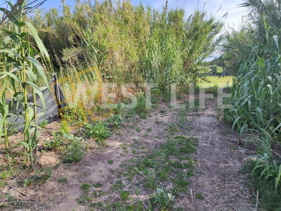 Terreno Agricola ou Rústico para Venda em Silveira Foto 2