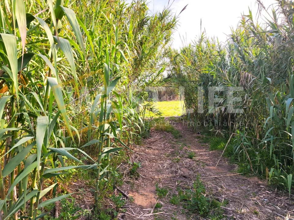Terreno Agricola ou Rústico para Venda em Silveira Foto 3
