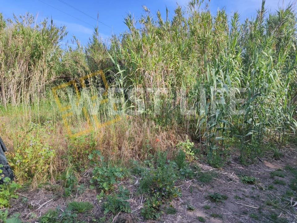 Terreno Agricola ou Rústico para Venda em Silveira Foto 6