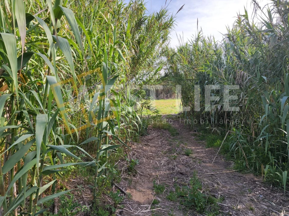 Terreno Agricola ou Rústico para Venda em Silveira Foto 9
