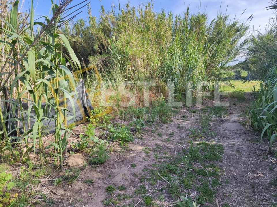 Terreno Agricola ou Rústico para Venda em Silveira Foto 14