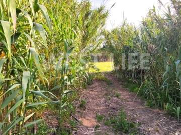 Terreno Agricola ou Rústico para Venda em Silveira