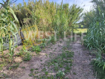 Terreno Agricola ou Rústico para Venda em Silveira