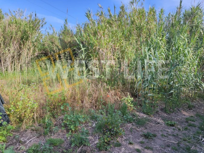 Terreno Agricola ou Rústico para Venda em Silveira Foto 6
