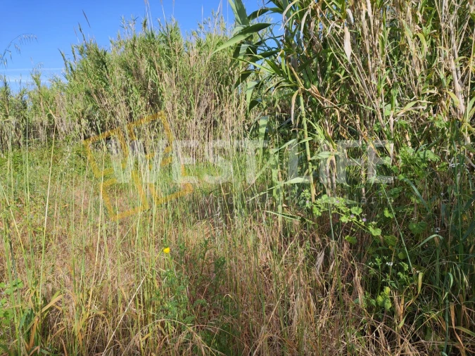 Terreno Agricola ou Rústico para Venda em Silveira Foto 13