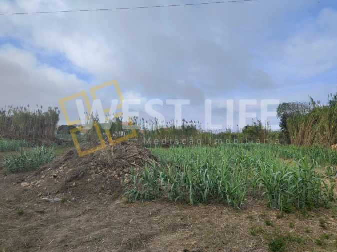 Terreno Agricola ou Rústico para Venda em Silveira Foto 20