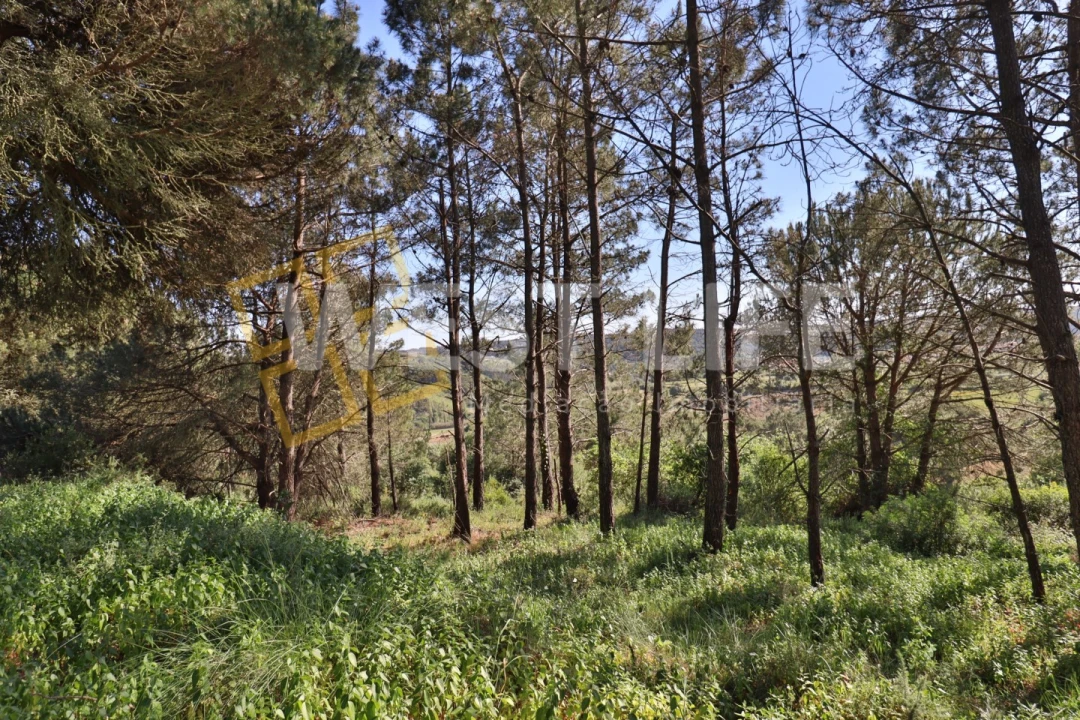 Terreno Agricola ou Rústico para Venda em Santo Isidoro Foto 6