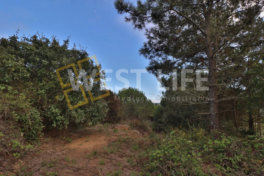 Terreno Agricola ou Rústico para Venda em Santo Isidoro Foto 18