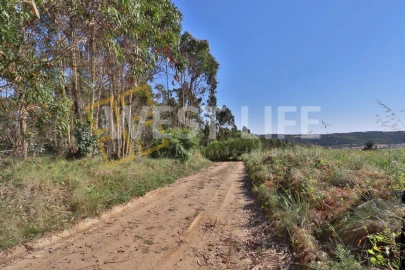 Terreno Agricola ou Rústico para Venda em Santo Isidoro