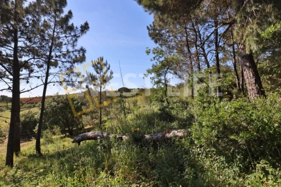 Terreno Agricola ou Rústico para Venda em Santo Isidoro